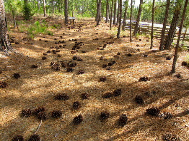 Camden Battleground, Great Wagon Road