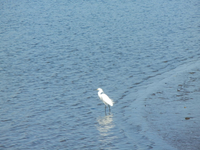 Stono Ferry, egret wading