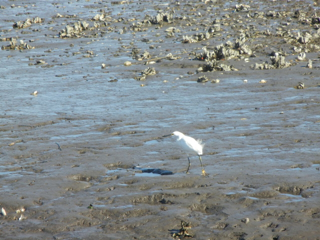 Stono Ferry, egret