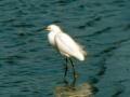 Stono Ferry, Impressionistic egret