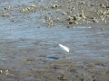 Stono Ferry, egret