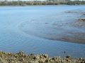 Stono River at Stono Ferry