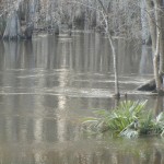 Brier Creek at Cannon Lake