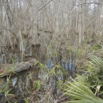 Brier Creek swamp